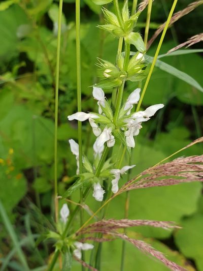 Stachys atherocalyx, photographed by Дауд Арсанукаев
