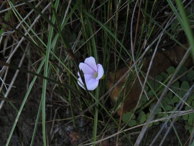 Oxalis commutata, photographed by Jeremy Gilmore