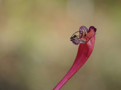 Aeschynanthus perrottetii, photographed by Dinesh Valke