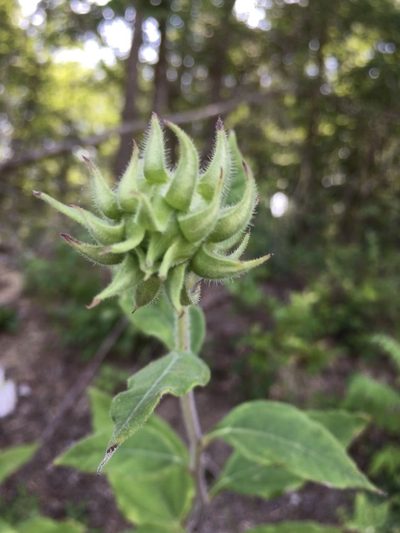 Helianthus resinosus, photographed by Becky Dill