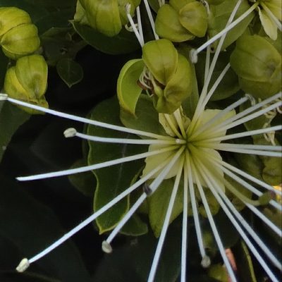 Maerua nervosa, photographed by Rosemary Harrison