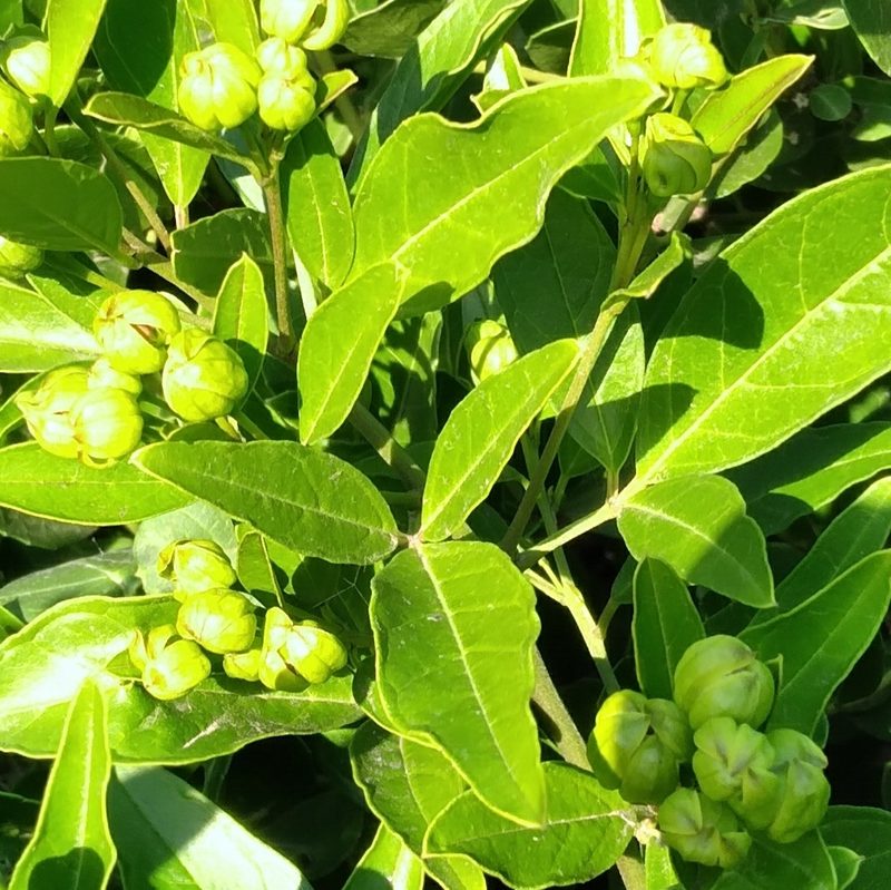 Maerua nervosa, photographed by Rosemary Harrison