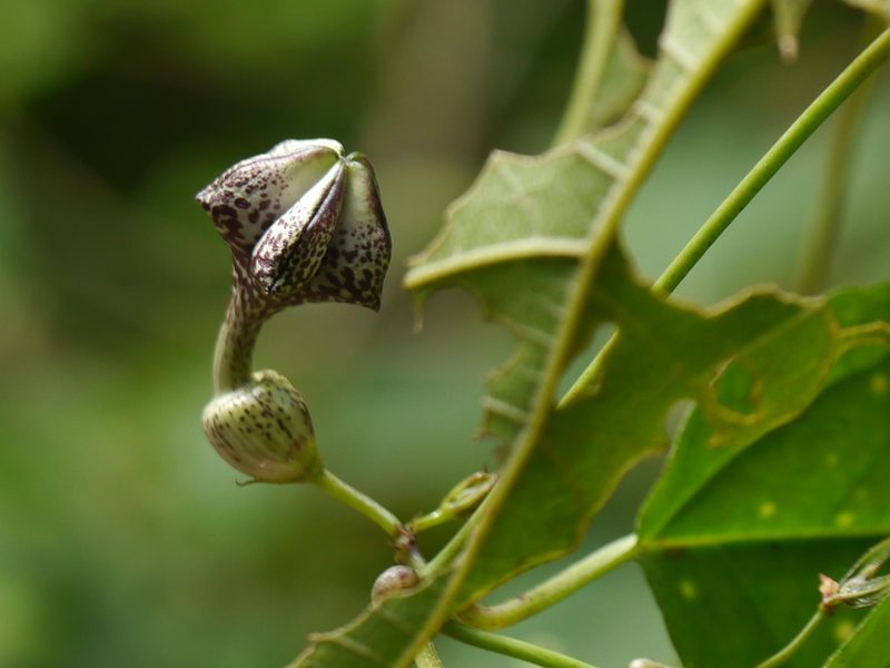Ceropegia gardneri, photographed by Dinesh Valke