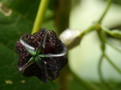 Ceropegia gardneri, photographed by Dinesh Valke