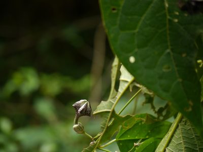 Ceropegia gardneri, photographed by Dinesh Valke