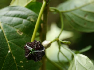 Ceropegia gardneri, photographed by Dinesh Valke