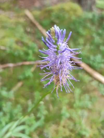 Phyteuma persicifolium, photographed by Hanka Sokolová