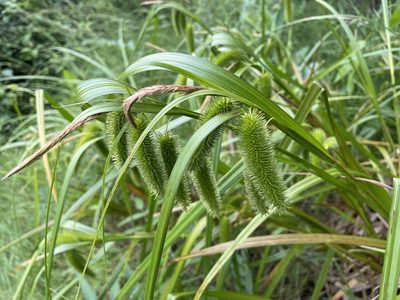 Carex comosa, photographed by Tom Scavo