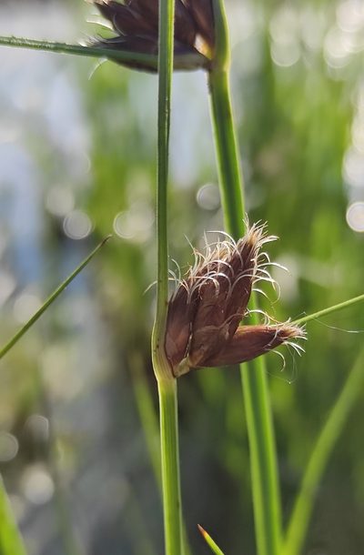 Bolboschoenus planiculmis, photographed by Юлия