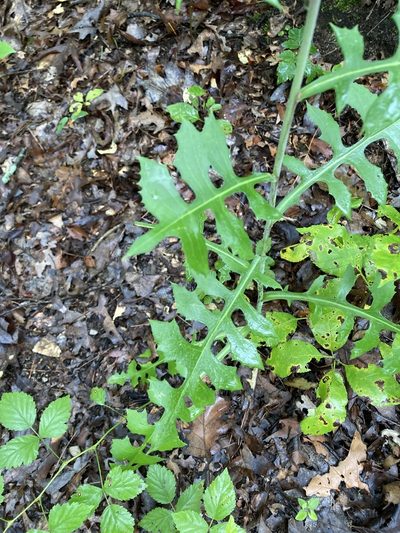 Lactuca hirsuta, photographed by Kathleen Houlahan Chayer
