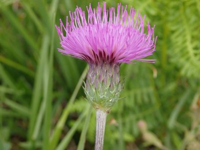 Cirsium filipendulum, photographed by Carminda Santos