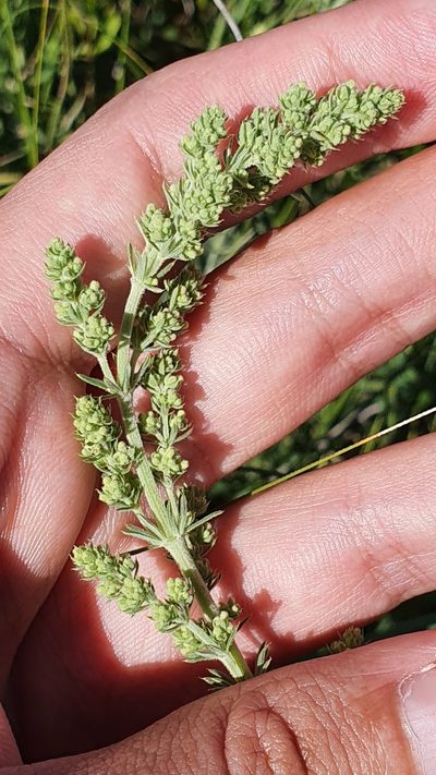 Galium tunetanum, photographed by Mehdi Chetibi