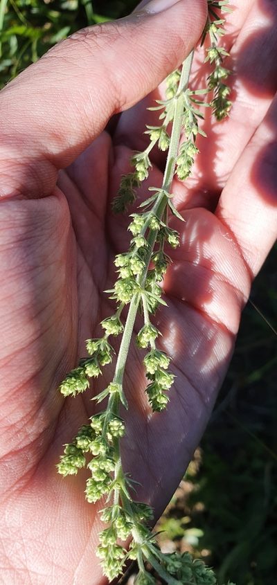 Galium tunetanum, photographed by Mehdi Chetibi