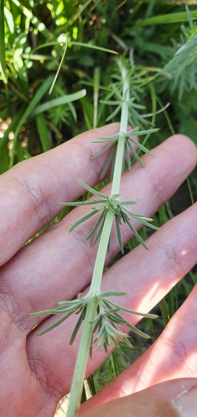 Galium tunetanum, photographed by Mehdi Chetibi
