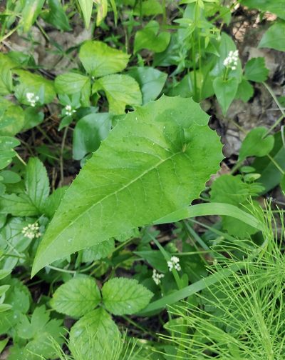 Saussurea controversa, photographed by Юлия