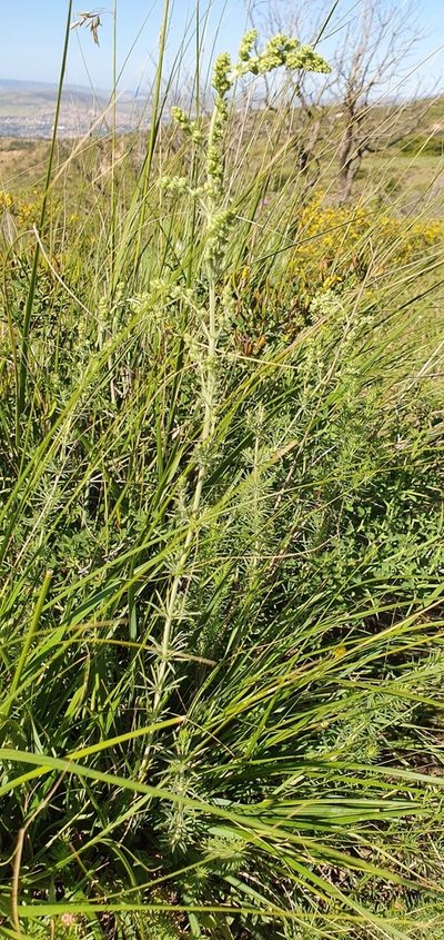 Galium tunetanum, photographed by Mehdi Chetibi