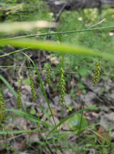 Carex arnellii, photographed by Юлия