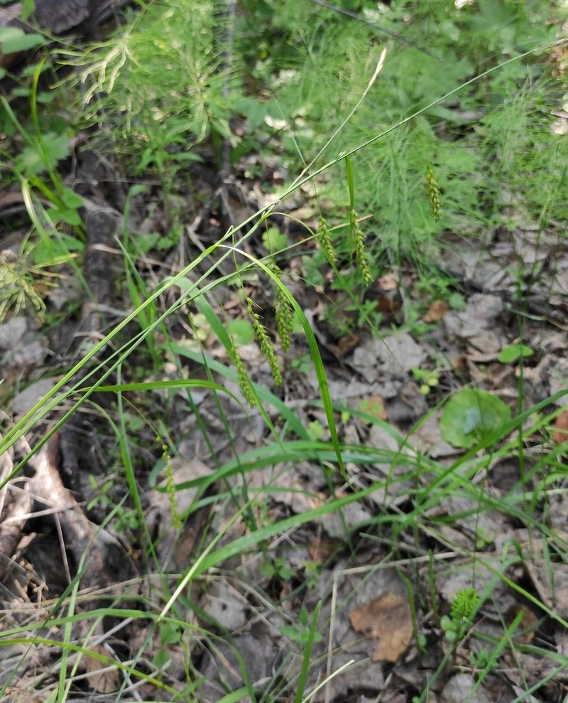 Carex arnellii, photographed by Юлия