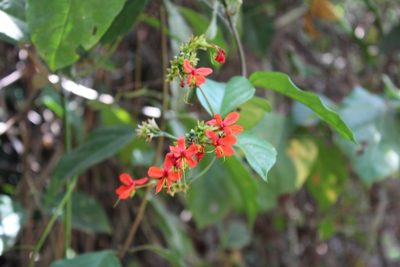 Clerodendrum splendens, photographed by Viken