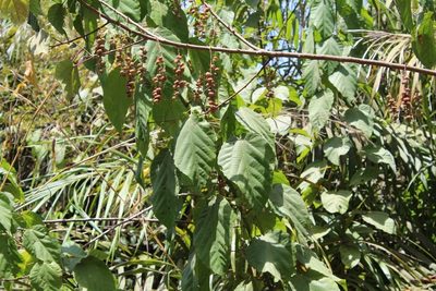 Alchornea cordifolia, photographed by Viken