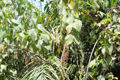 Alchornea cordifolia, photographed by Viken