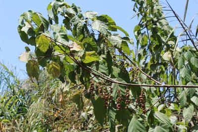 Alchornea cordifolia, photographed by Viken