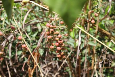 Alchornea cordifolia, photographed by Viken