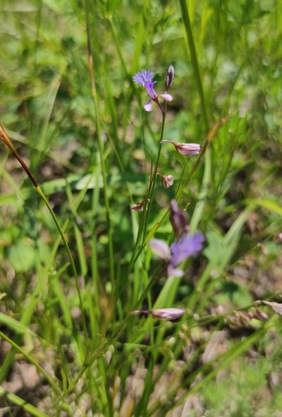 Polygala tenuifolia, photographed by Юлия