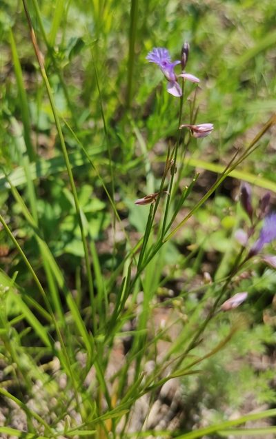 Polygala tenuifolia, photographed by Юлия