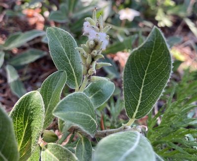 Salix glauca, photographed by Caleb Catto