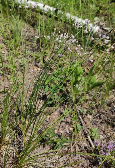 Allium anisopodium, photographed by Юлия