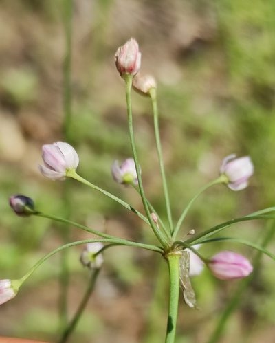 Allium anisopodium, photographed by Юлия