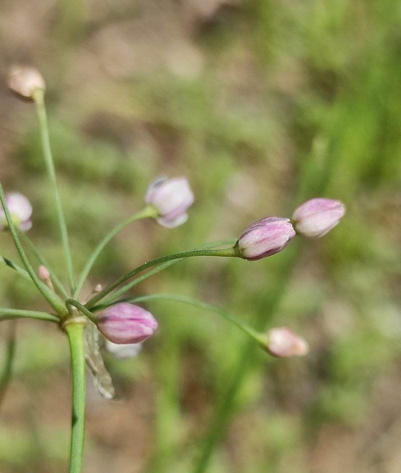Allium anisopodium, photographed by Юлия
