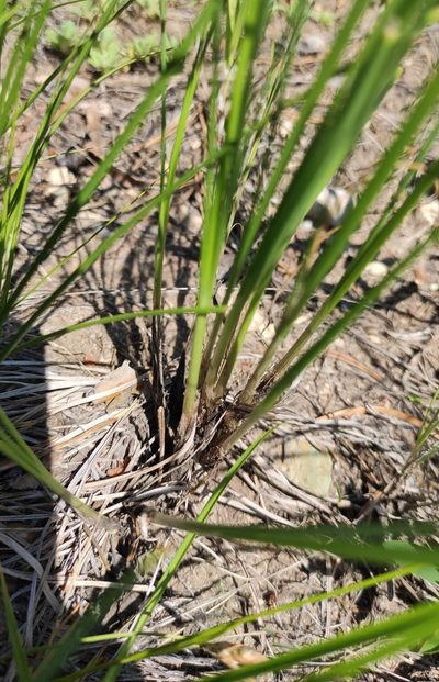 Allium anisopodium, photographed by Юлия