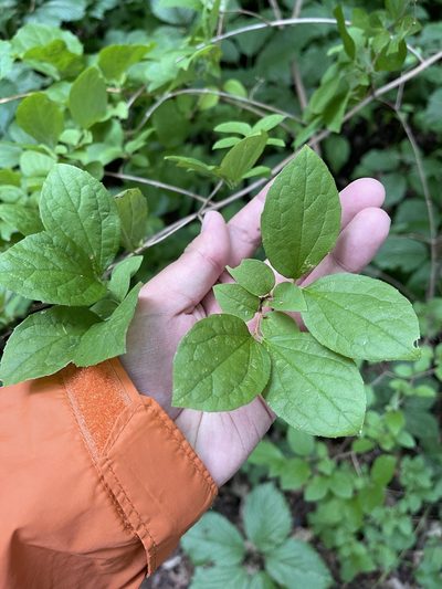 Philadelphus pubescens, photographed by Brandon Corder