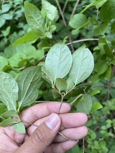 Philadelphus pubescens, photographed by Brandon Corder