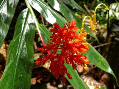 Globba atrosanguinea, photographed by Bernard DUPONT