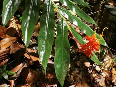 Globba atrosanguinea, photographed by Bernard DUPONT