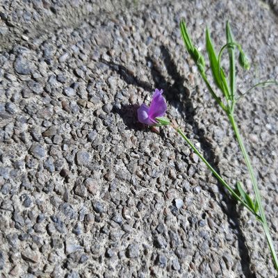 Lathyrus hirsutus, photographed by Виктория Билоус
