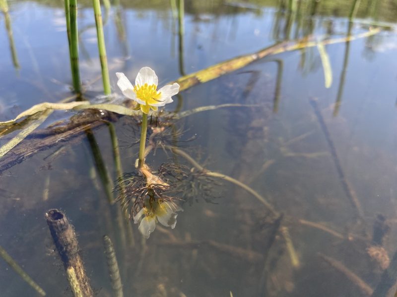 Ranunculus longirostris, photographed by Caleb Catto