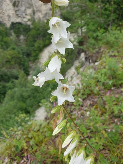 Campanula alliariifolia, photographed by Дауд Арсанукаев