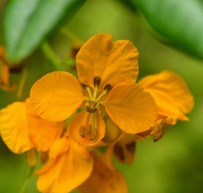 Senna stipulacea, photographed by Nicolás Villaseca Merino