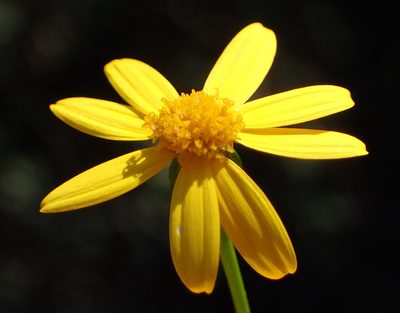 Cineraria lobata, photographed by Nicola van Berkel