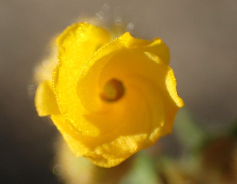 Hermannia stipulacea, photographed by Nicola van Berkel
