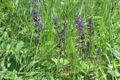 Salvia dumetorum, photographed by Татьяна Горбушина