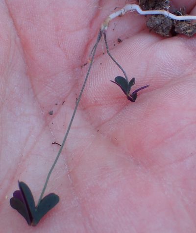 Oxalis dichotoma, photographed by Nicola van Berkel