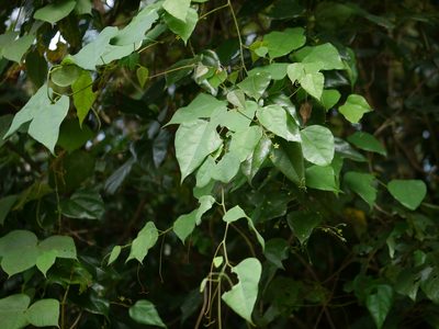 Erythropalum scandens, photographed by Dinesh Valke