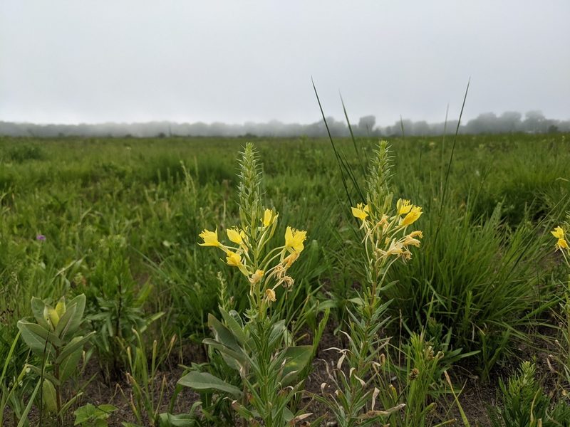 Oenothera clelandii, photographed by Ethan Rose