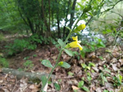 Aureolaria virginica, photographed by Leila Dasher