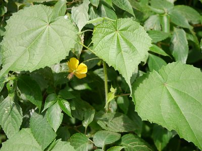 Abutilon persicum, photographed by Dinesh Valke